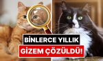 binlerce-yillik-gizem-cozuldu-evcil-kedilerin-kokeni-belirli-oldu-4Z2eP8st.jpg