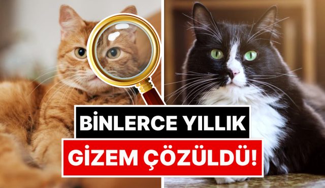 binlerce-yillik-gizem-cozuldu-evcil-kedilerin-kokeni-belirli-oldu-4Z2eP8st.jpg