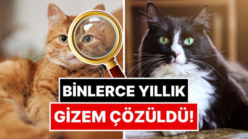Binlerce Yıllık Gizem Çözüldü: Evcil Kedilerin Kökeni Belirli Oldu!