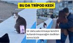 bir-ciftin-tripod-olarak-kullandigi-kedi-viral-oldu-1WOjhIan.jpg