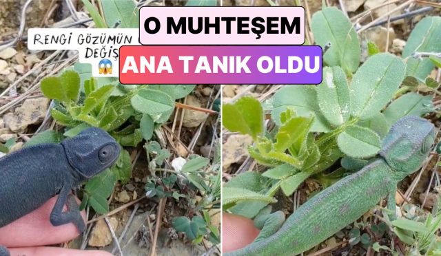 bir-icerik-ureticisi-elinde-tuttugu-bukalemunun-saniyeler-icinde-renk-degistirdigi-anlari-paylasti-ymERaHrA.jpg
