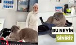 bir-veteriner-muayene-etmeye-calistigi-kedinin-saldirganligi-karsisinda-ne-yapacagini-bilemedi-1YaRKXT9.jpg