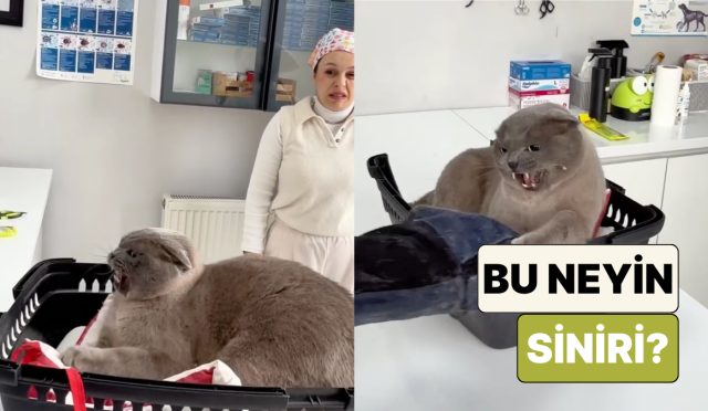 bir-veteriner-muayene-etmeye-calistigi-kedinin-saldirganligi-karsisinda-ne-yapacagini-bilemedi-1YaRKXT9.jpg