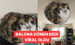 bir-x-kullanicisi-gitgide-buyuyen-kedisi-icin-takipcilerinden-yardim-istedi-3WRhYhBy.jpg
