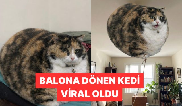bir-x-kullanicisi-gitgide-buyuyen-kedisi-icin-takipcilerinden-yardim-istedi-3WRhYhBy.jpg