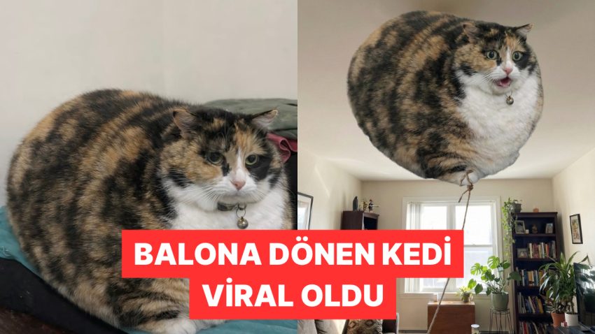 Bir X Kullanıcısı Gitgide Büyüyen Kedisi İçin Takipçilerinden Yardım İstedi