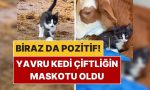 biraz-da-olumlu-yavru-kedinin-ciftlikteki-yaramaz-halleri-kalpleri-eritti-JiAVii66.jpg