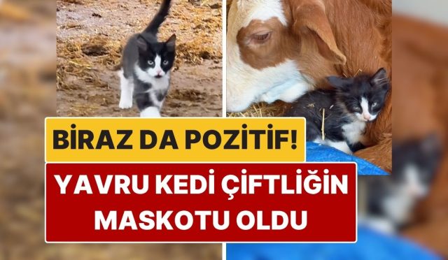 biraz-da-olumlu-yavru-kedinin-ciftlikteki-yaramaz-halleri-kalpleri-eritti-JiAVii66.jpg