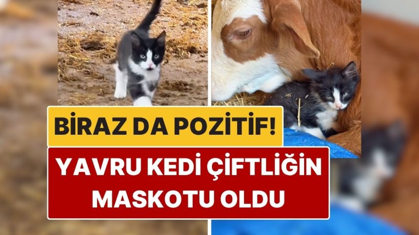 Biraz da Olumlu: Yavru Kedinin Çiftlikteki Yaramaz Halleri Kalpleri Eritti!