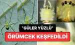 bircogumuzdan-memnun-yeni-orumcek-tipi-kesfedildi-IM7yKK3G.jpg