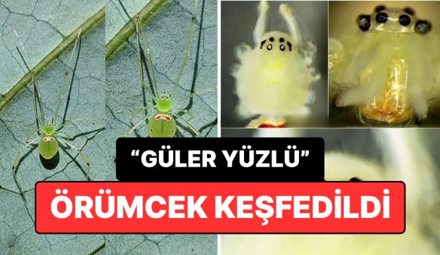bircogumuzdan-memnun-yeni-orumcek-tipi-kesfedildi-IM7yKK3G.jpg