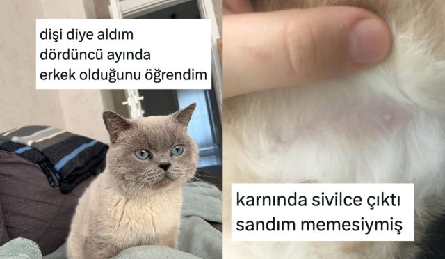 birinci-sefer-kedi-sahiplendiklerinde-yasadiklari-acemilikleri-anlatan-kediseverler-5eWRqdnM.jpg