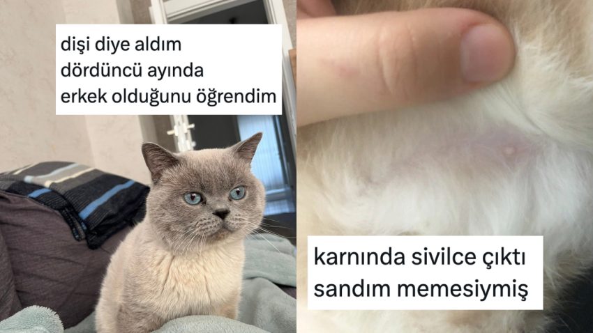 Birinci Sefer Kedi Sahiplendiklerinde Yaşadıkları Acemilikleri Anlatan Kediseverler