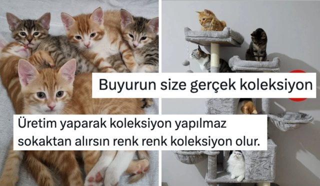 biz-kedi-ulkesiyiz-konuttaki-kedi-koleksiyonlarini-gostererek-sicacik-yapan-kullanicilar-yyN55uZm.jpg