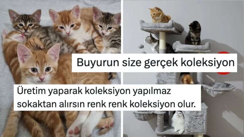 Biz Kedi Ülkesiyiz! Konuttaki Kedi Koleksiyonlarını Göstererek Sıcacık Yapan Kullanıcılar