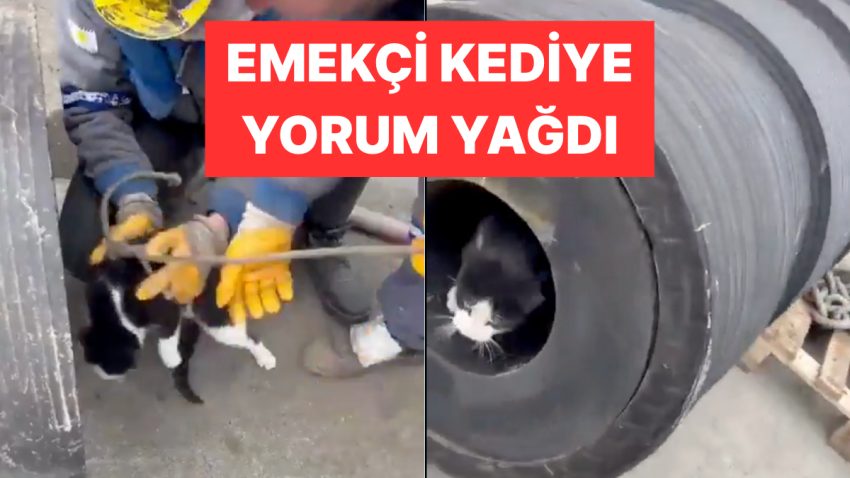 Borudan İp Geçirmek İçin Kullanılan İşçi Kedi Viral Oldu