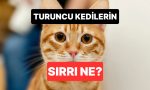 bu-kadar-yaramaz-olmalarinin-sebebi-ne-turuncu-kedilerin-yuzyillik-gizemi-ortaya-cikti-2jDWswE7.jpg