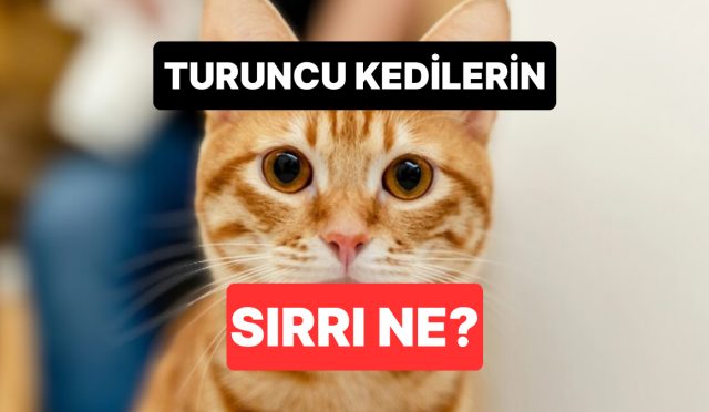 bu-kadar-yaramaz-olmalarinin-sebebi-ne-turuncu-kedilerin-yuzyillik-gizemi-ortaya-cikti-2jDWswE7.jpg