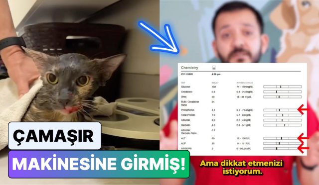 camasir-makinelerine-dikkat-bir-veteriner-klinigine-gelen-bir-olay-uzerinden-tum-kedi-sahiplerini-uyardi-CqZI3fYM.jpg