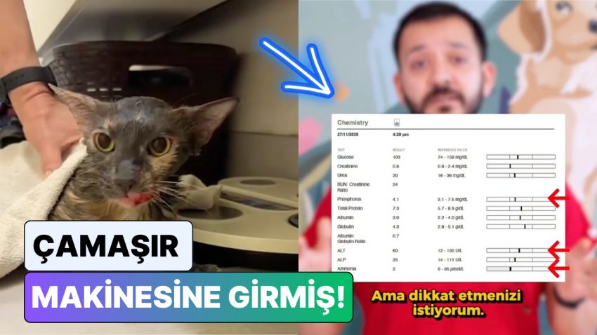 Çamaşır Makinelerine Dikkat! Bir Veteriner Kliniğine Gelen Bir Olay Üzerinden Tüm Kedi Sahiplerini Uyardı