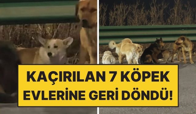 cinde-kacirilan-7-kopek-17-kilometre-yuruyup-meskenlerini-geri-dondu-pnPXLrd3.jpg