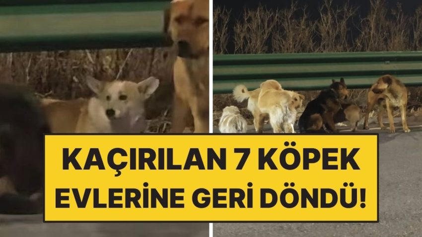 Çin’de Kaçırılan 7 Köpek 17 Kilometre Yürüyüp Meskenlerini Geri Döndü!
