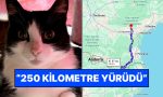 cizmeli-kedi-sen-misin-ispanyada-kaybolan-kedi-daglari-asarak-fransadaki-meskenine-dondu-nWi7uxUJ.jpg