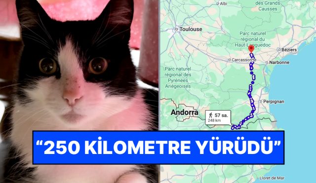 cizmeli-kedi-sen-misin-ispanyada-kaybolan-kedi-daglari-asarak-fransadaki-meskenine-dondu-nWi7uxUJ.jpg