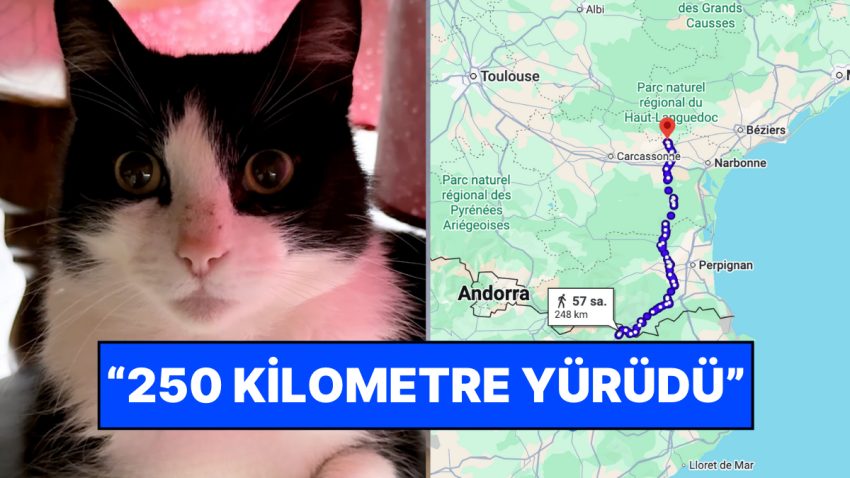 Çizmeli Kedi, Sen misin? İspanya’da Kaybolan Kedi Dağları Aşarak Fransa’daki Meskenine Döndü