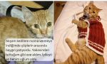 cok-sevdikleri-kedileriyle-tanisma-kissalarini-anlatan-sahislar-25uzjHiF.jpg