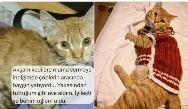 cok-sevdikleri-kedileriyle-tanisma-kissalarini-anlatan-sahislar-25uzjHiF.jpg