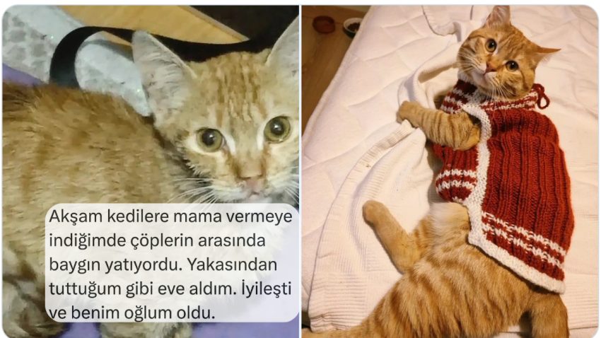 Çok Sevdikleri Kedileriyle Tanışma Kıssalarını Anlatan Şahıslar