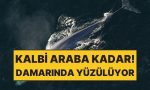 damarlari-o-kadar-genis-ki-icinden-gecmek-mumkun-ecgBlGxD.jpg