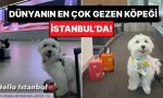 dikkat-seker-komasina-sokabilir-dunyanin-en-cok-gezen-kopegi-tofu-istanbulda-RipCfXUx.jpg