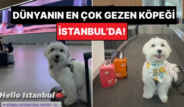 dikkat-seker-komasina-sokabilir-dunyanin-en-cok-gezen-kopegi-tofu-istanbulda-RipCfXUx.jpg