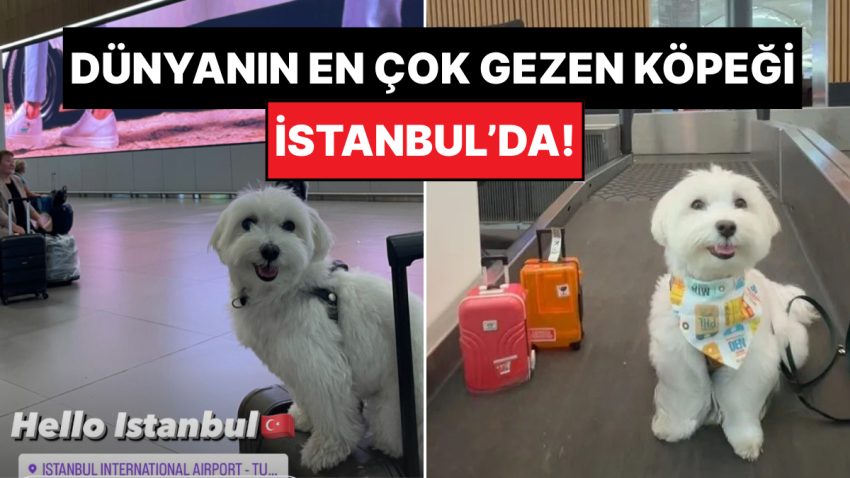 Dikkat, Şeker Komasına Sokabilir: Dünyanın En Çok Gezen Köpeği ‘Tofu’ İstanbul’da!