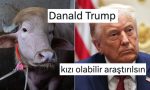 donald-trumpa-benzeyen-kurbanlik-kesilmekten-kurtuldu-LHcvApba.jpg