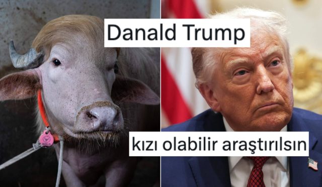 donald-trumpa-benzeyen-kurbanlik-kesilmekten-kurtuldu-LHcvApba.jpg