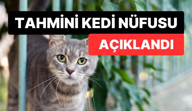 dunyadaki-iddiasi-kedi-sayisi-aciklandi-sayilari-dusundugumuzden-fazla-KtSl6b2e.jpg