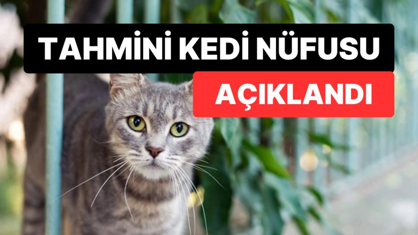 Dünyadaki İddiası Kedi Sayısı Açıklandı: Sayıları Düşündüğümüzden Fazla!