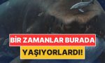 dunyanin-bir-vakitler-konut-sahipligi-yaptigi-5-urkutucu-canli-Ye2NArFP.jpg