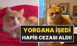 dunyanin-birinci-mahpus-kedisi-komsunun-yorganina-isedi-mahpus-cezasi-aldi-unus5iV7.jpg