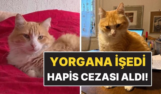 dunyanin-birinci-mahpus-kedisi-komsunun-yorganina-isedi-mahpus-cezasi-aldi-unus5iV7.jpg