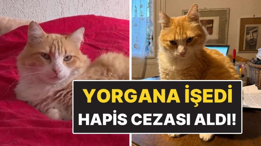 Dünyanın Birinci Mahpus Kedisi! Komşunun Yorganına İşedi Mahpus Cezası Aldı