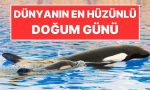 dunyanin-en-huzunlu-dogum-gunu-birinci-yasini-tankta-kutladi-N5AYRvY8.jpg