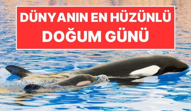 dunyanin-en-huzunlu-dogum-gunu-birinci-yasini-tankta-kutladi-N5AYRvY8.jpg