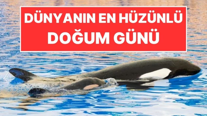 Dünyanın En Hüzünlü Doğum Günü: Birinci Yaşını Tankta Kutladı