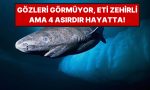 dunyanin-en-yasli-kopek-baligi-gronland-400-yil-yasiyor-150-yasinda-yetiskin-oluyor-tb8FqqPE.jpg