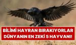 dunyanin-en-zeki-5-hayvani-zekalari-bilimi-bile-sasirtiyor-qxYxniR2.jpg
