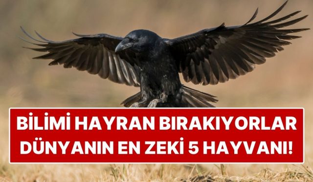 dunyanin-en-zeki-5-hayvani-zekalari-bilimi-bile-sasirtiyor-qxYxniR2.jpg